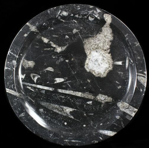 Fossil Orthoceras & Goniatite Plate - Stoneware #40425